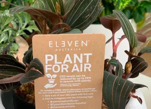 Read more about the article JUULI ON “PLANT FOR AIR” KUU